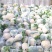【热销】精品菜花、紧花，松花菜，一手货源，只做精品！