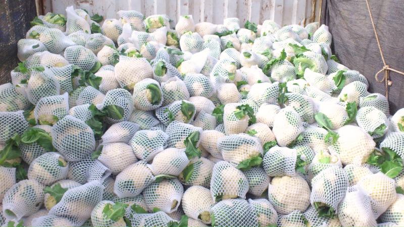 【热销】精品菜花、紧花，松花菜，一手货源，只做精品！