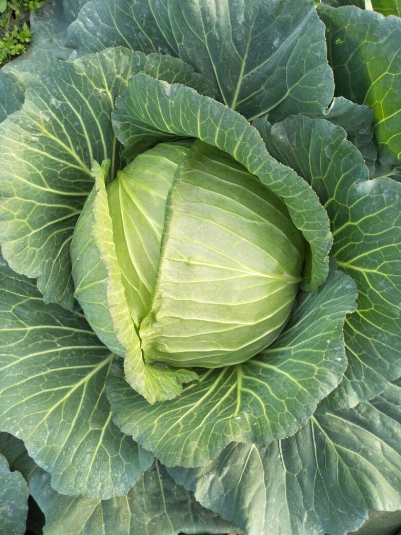 【推荐】精品甘蓝，一手货源，诚信代收，只做精品！