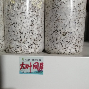 大叶凤尾菇！耐高温品种！800毫升标准塑料瓶装原种！