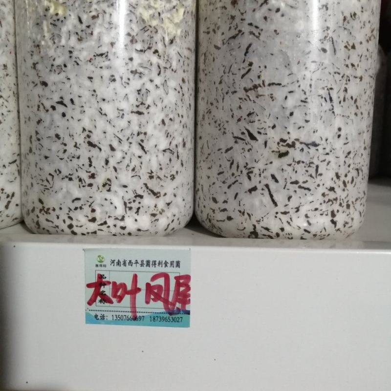 大叶凤尾菇！耐高温品种！800毫升标准塑料瓶装原种！