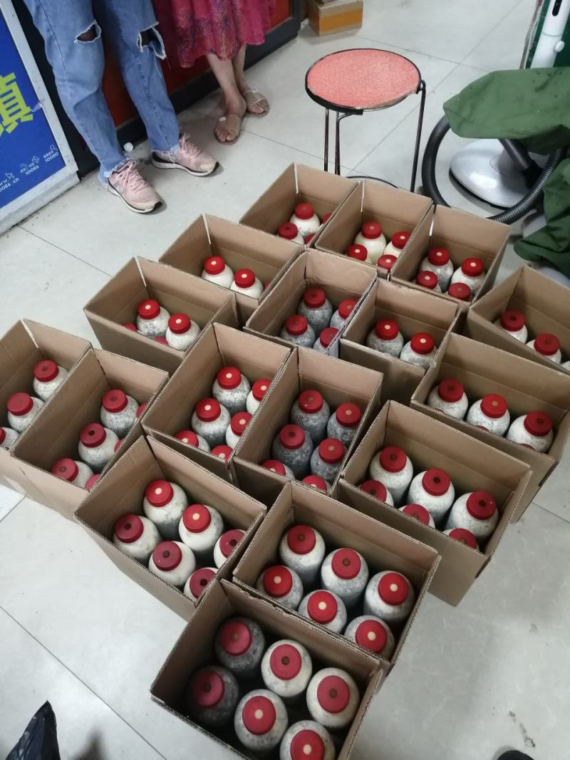 大叶凤尾菇！耐高温品种！800毫升标准塑料瓶装原种！