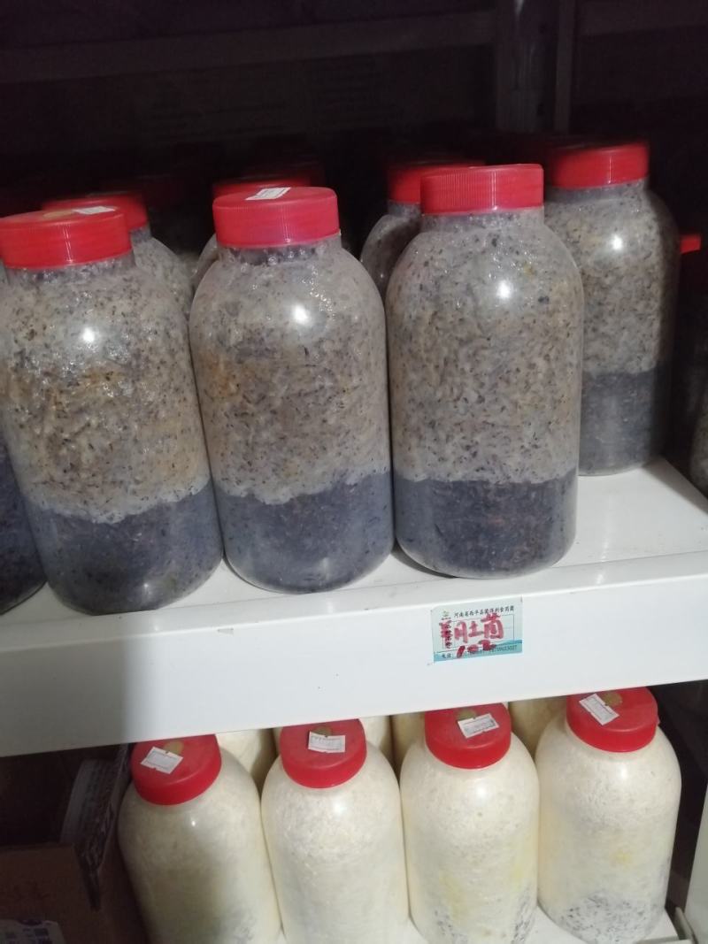 大叶凤尾菇！耐高温品种！800毫升标准塑料瓶装原种！