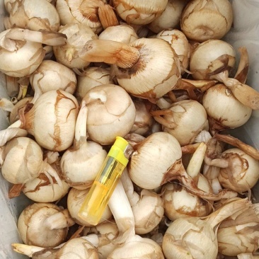塘菇，精品茨菇，慈姑产地发货，质量保证全国发货欢迎咨询