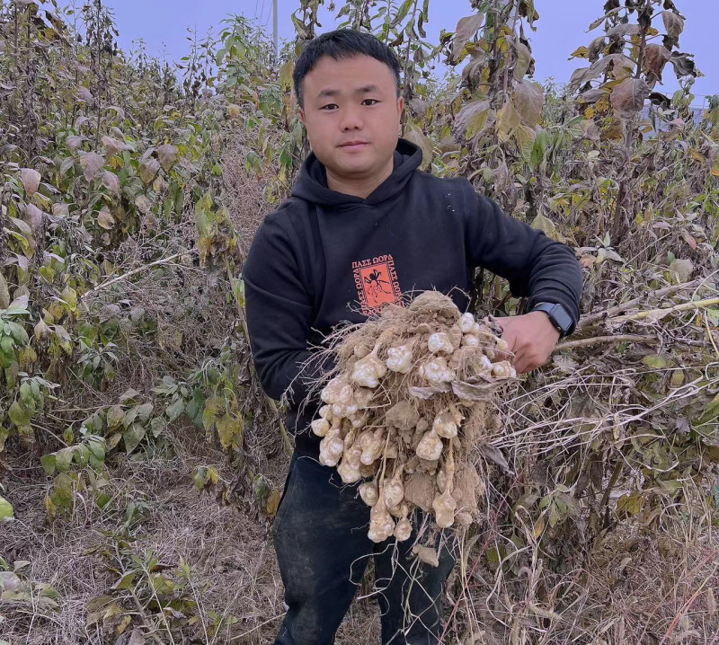 【热卖洋姜】山东菏泽千亩洋姜白姜红姜品质好货量足