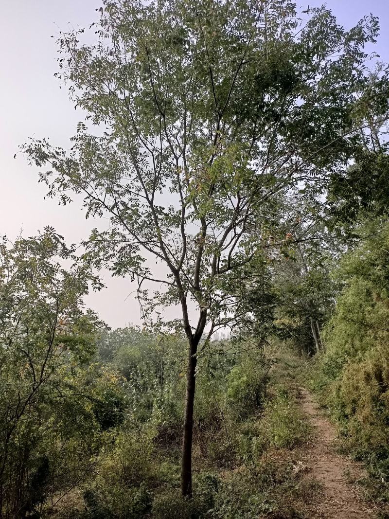 河南南陽供应黄连木，规格齐全