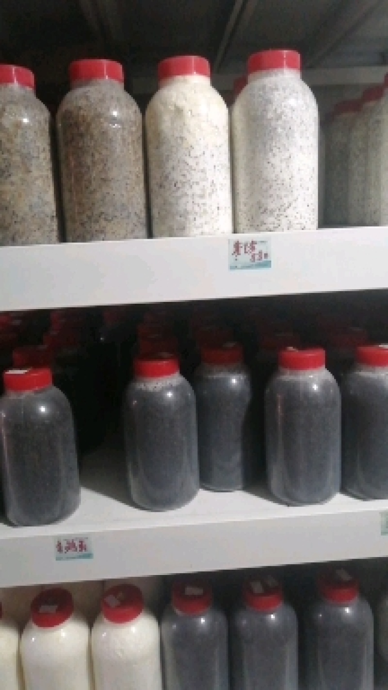 大叶凤尾菇！耐高温品种！800毫升标准塑料瓶装原种！