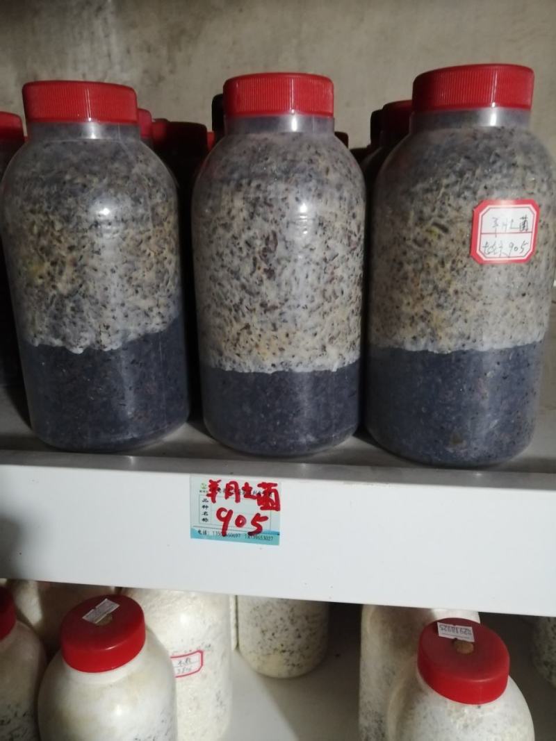 大叶凤尾菇！耐高温品种！800毫升标准塑料瓶装原种！