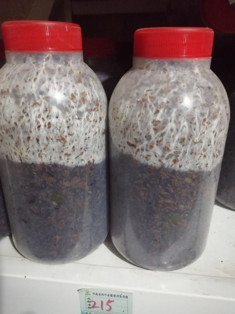 大叶凤尾菇！耐高温品种！800毫升标准塑料瓶装原种！