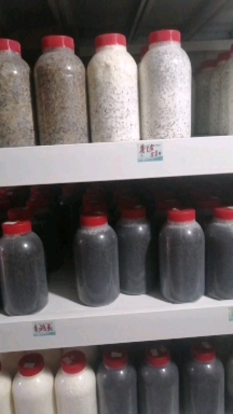 大叶凤尾菇！耐高温品种！800毫升标准塑料瓶装原种！
