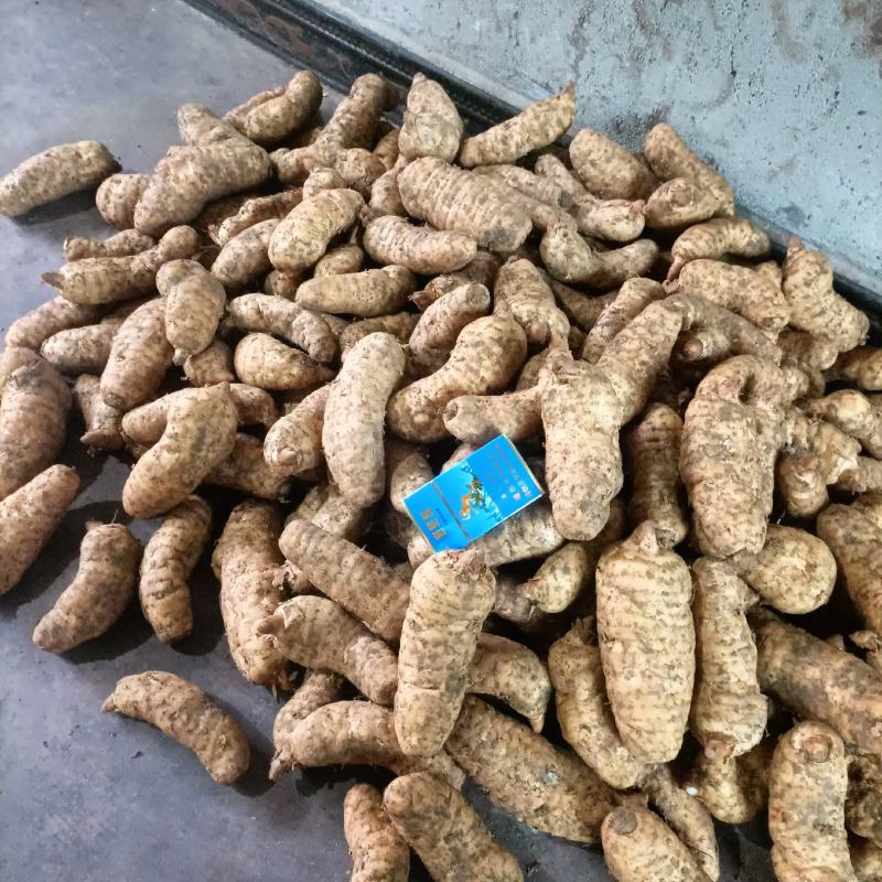 2022年鲜天麻大量产新
