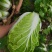 四川白菜大白菜包菜无虫眼