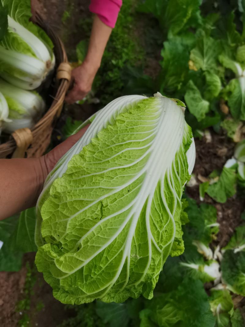 四川白菜大白菜包菜无虫眼