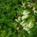 四川白菜大白菜包菜无虫眼