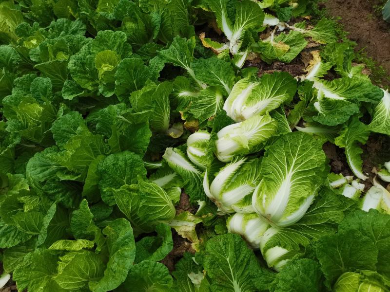 四川白菜大白菜包菜无虫眼