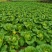四川白菜大白菜包菜无虫眼