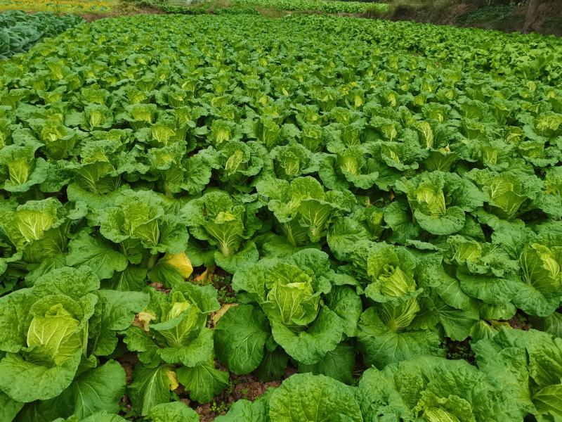 四川白菜大白菜包菜无虫眼
