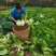 四川白菜大白菜包菜无虫眼