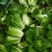 四川白菜大白菜包菜无虫眼