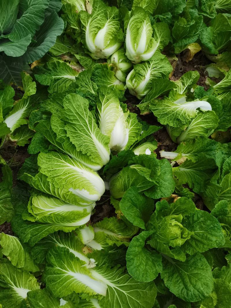 四川白菜大白菜包菜无虫眼