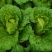 四川白菜大白菜包菜无虫眼