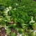 四川白菜大白菜包菜无虫眼