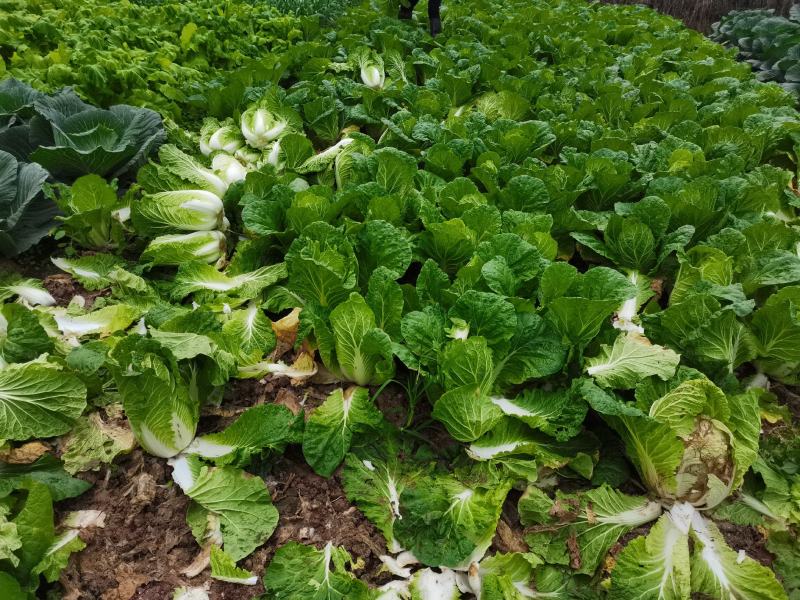 四川白菜大白菜包菜无虫眼