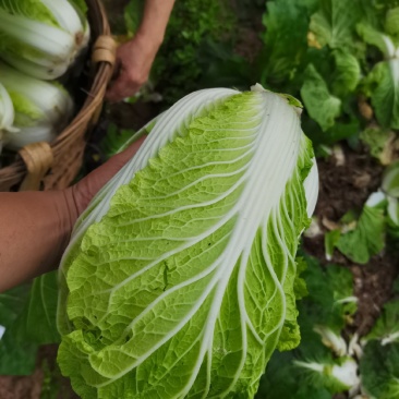 四川白菜大白菜包菜无虫眼