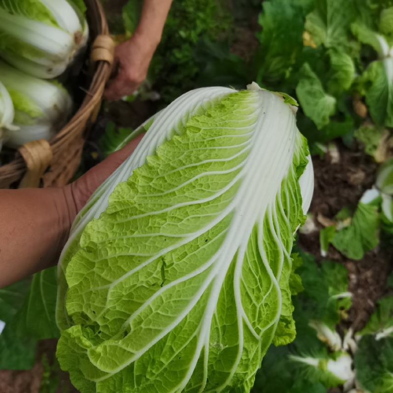四川白菜大白菜包菜无虫眼