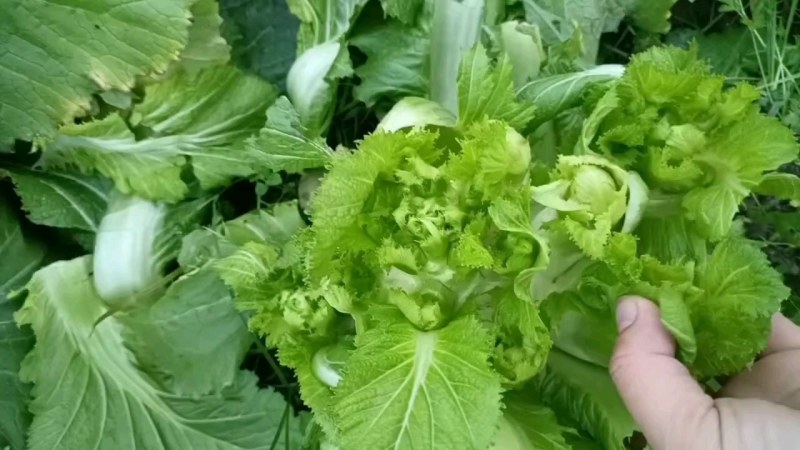 四川儿菜大娃娃菜现货供应商超直供全国发货