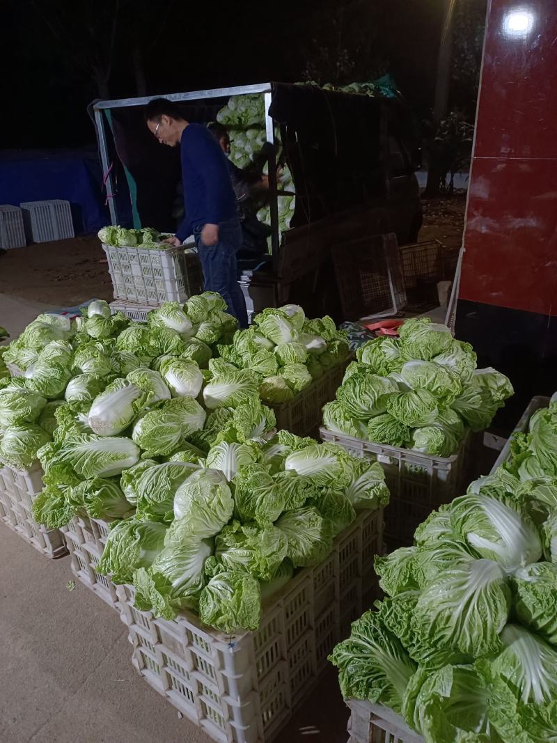 冬季大白菜山东白菜全国发货支持视频看货