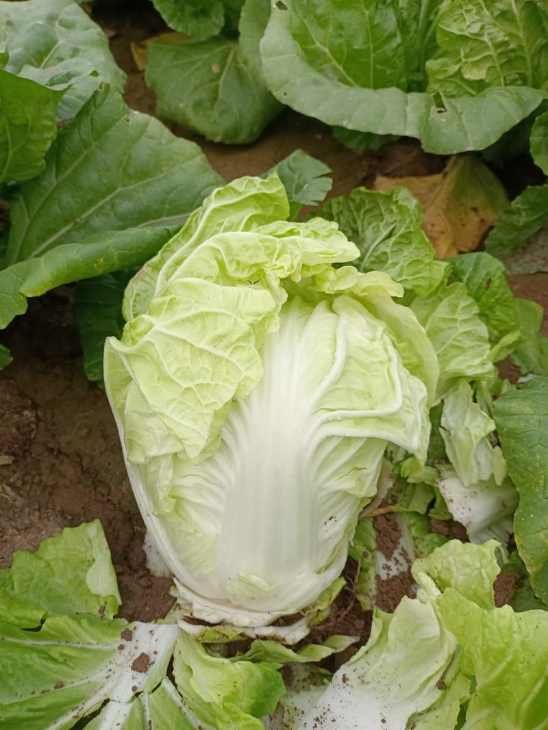 山东淄博高青有机菜大量上市，需求者请联系我谢谢合作