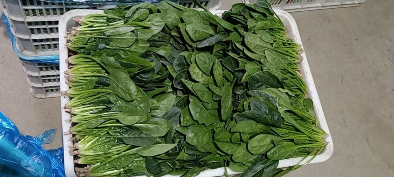 山东淄博高青有机菜大量上市，需求者请联系我谢谢合作