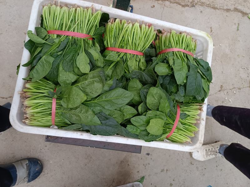 山东淄博高青有机菜大量上市，需求者请联系我谢谢合作