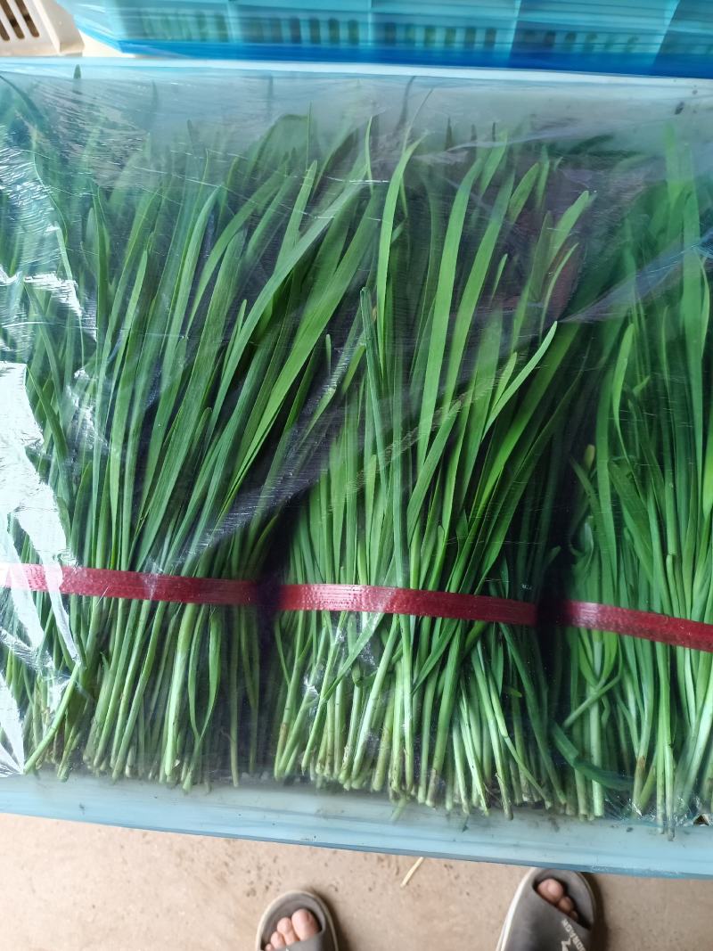 山东淄博高青有机菜大量上市，需求者请联系我谢谢合作