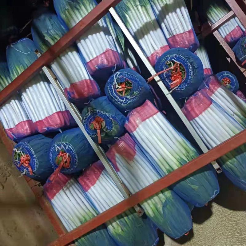 精品毛葱大长腿大量现货以质量求生存欢迎前来采购