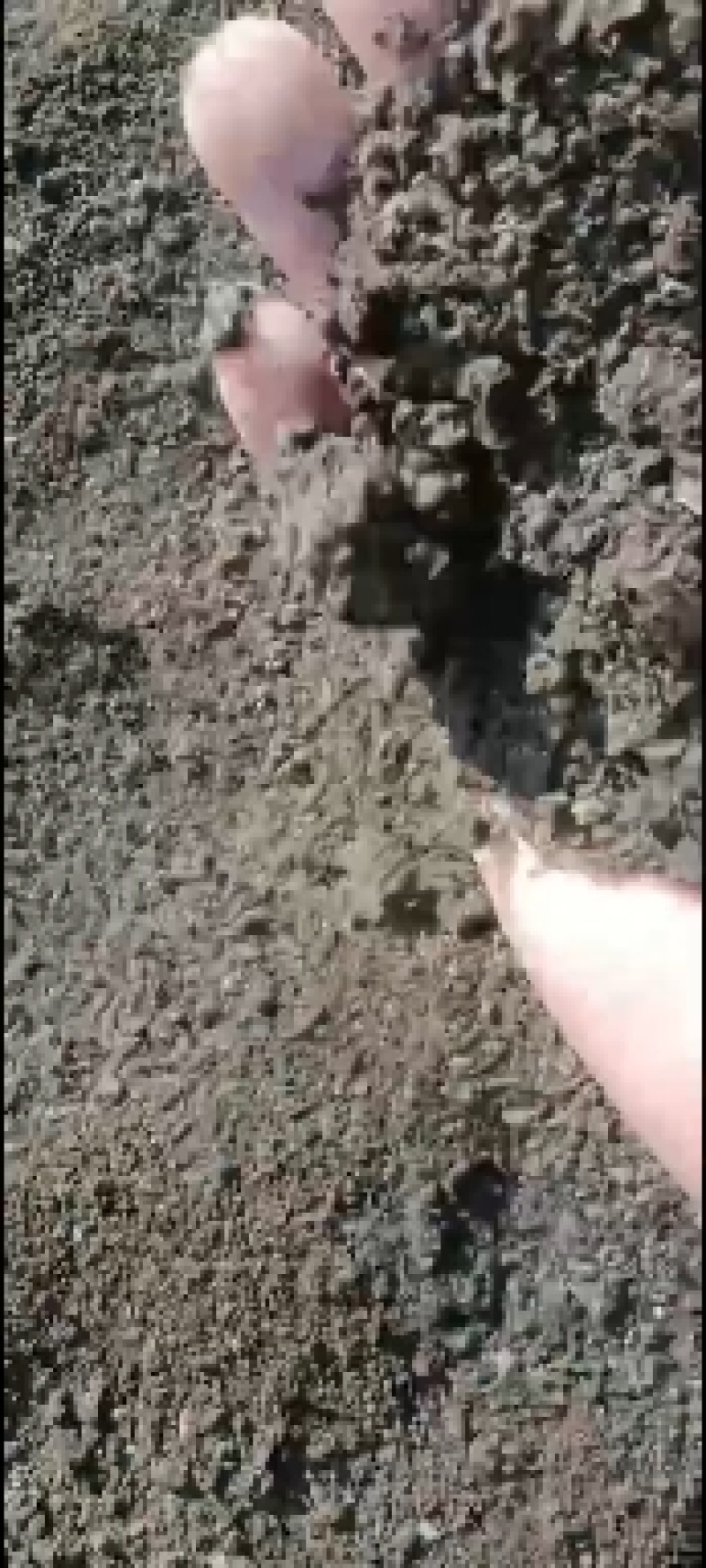 有机生物肥，蚯蚓粪！