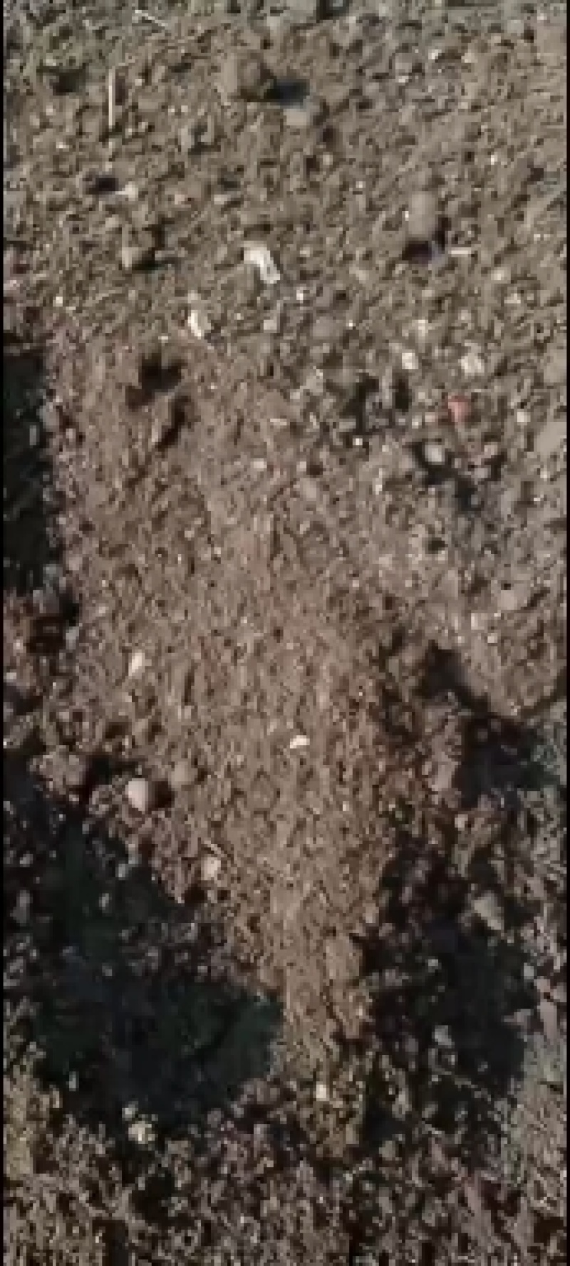 有机生物肥，蚯蚓粪！