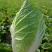 精品玲珑黄矮棵黄心白菜87/114白菜大量有货