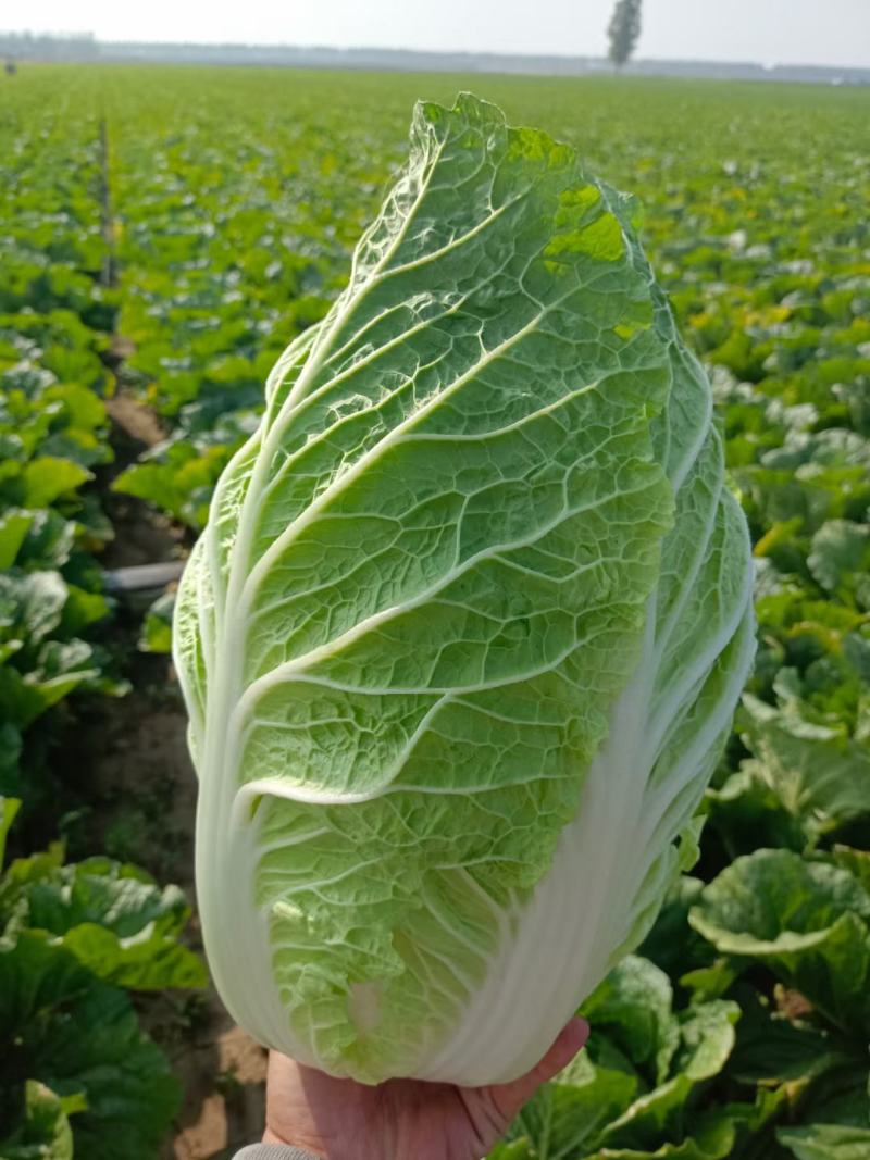 精品玲珑黄矮棵黄心白菜87/114白菜大量有货