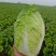 精品玲珑黄矮棵黄心白菜87/114白菜大量有货