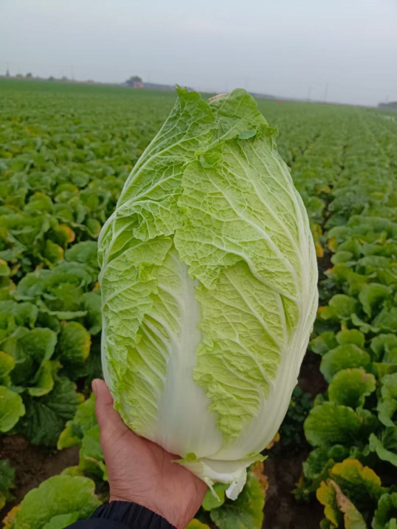 精品玲珑黄矮棵黄心白菜87/114白菜大量有货