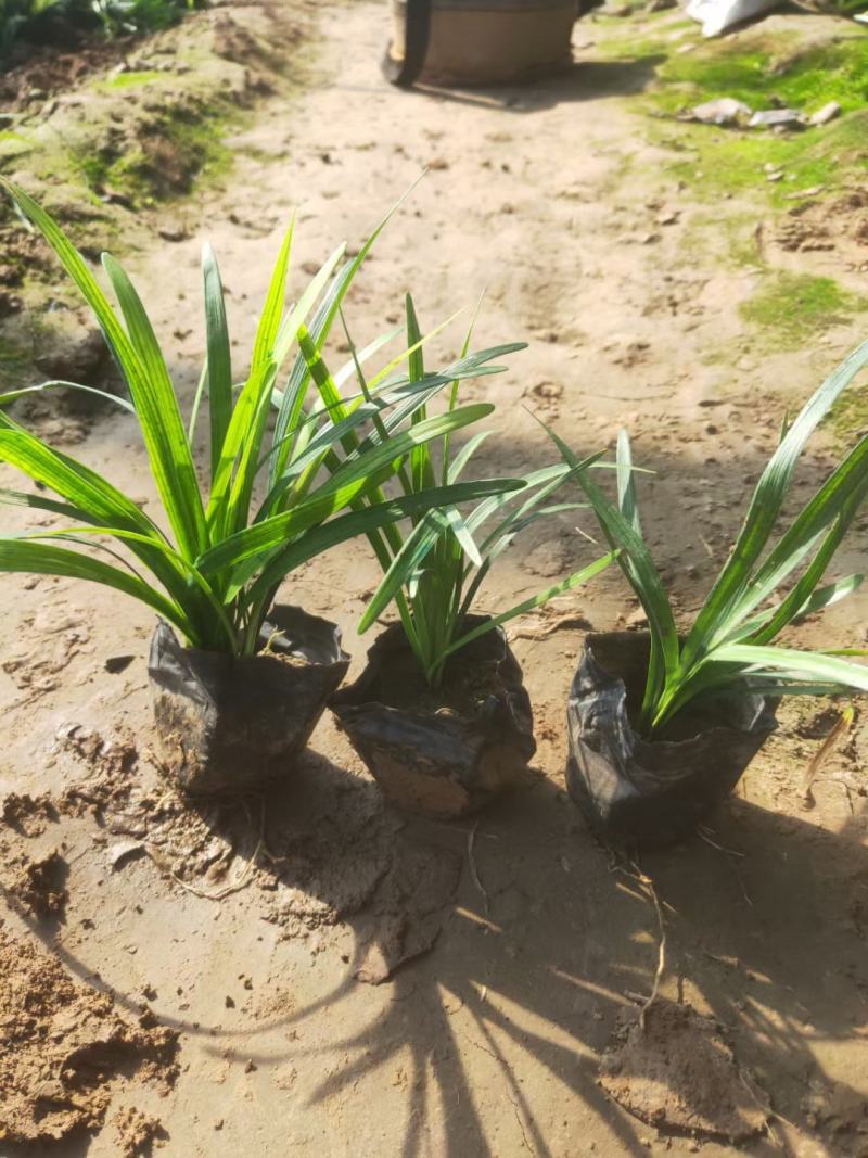 阔叶麦冬杯苗细叶麦冬金边麦冬品种齐全基地现货