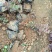 红叶小檗紫叶小檗杯苗地栽苗现货道路绿化用苗