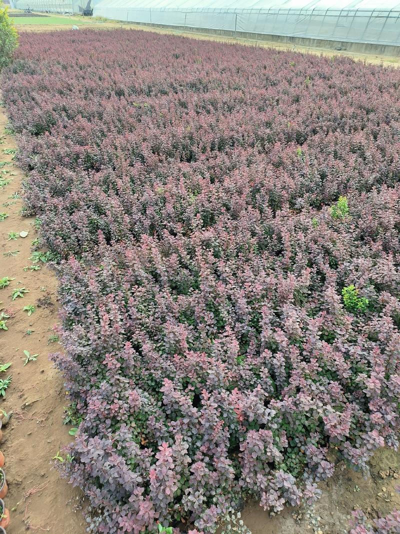 红叶小檗紫叶小檗杯苗地栽苗现货道路绿化用苗