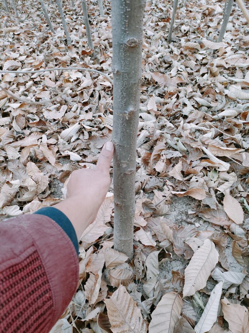 2---5公分板栗树