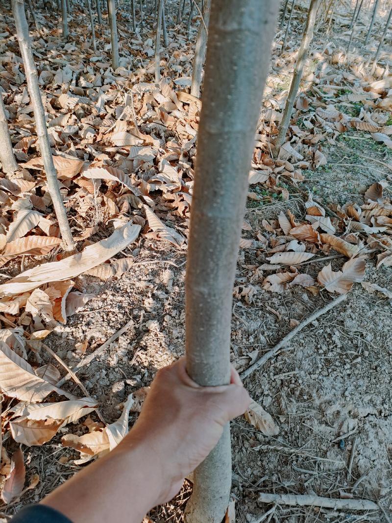 2---5公分板栗树