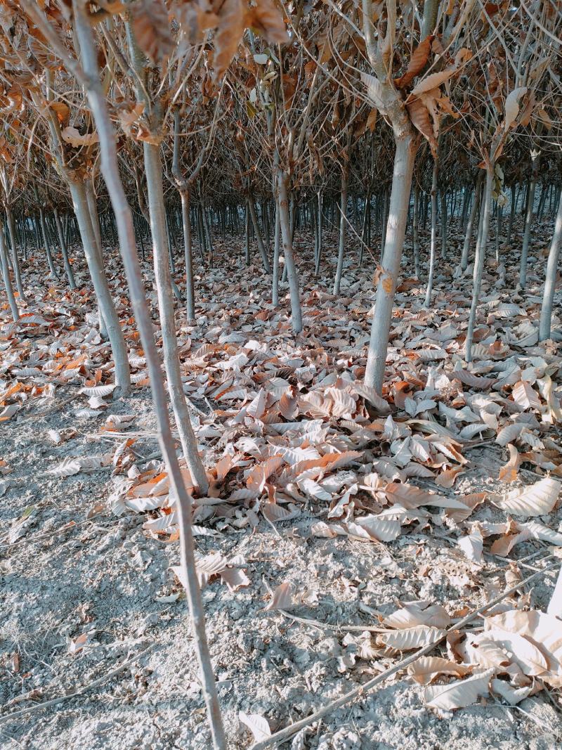 2---5公分板栗树