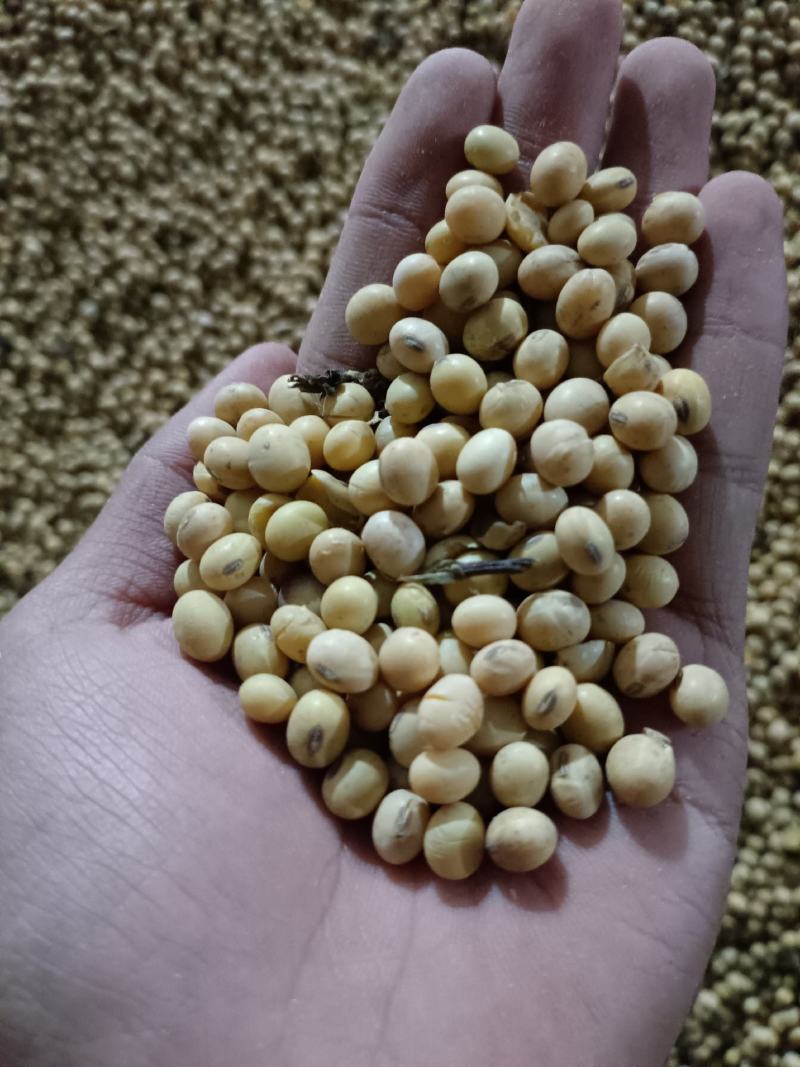 黄豆种植产地直售，大豆黄豆出售