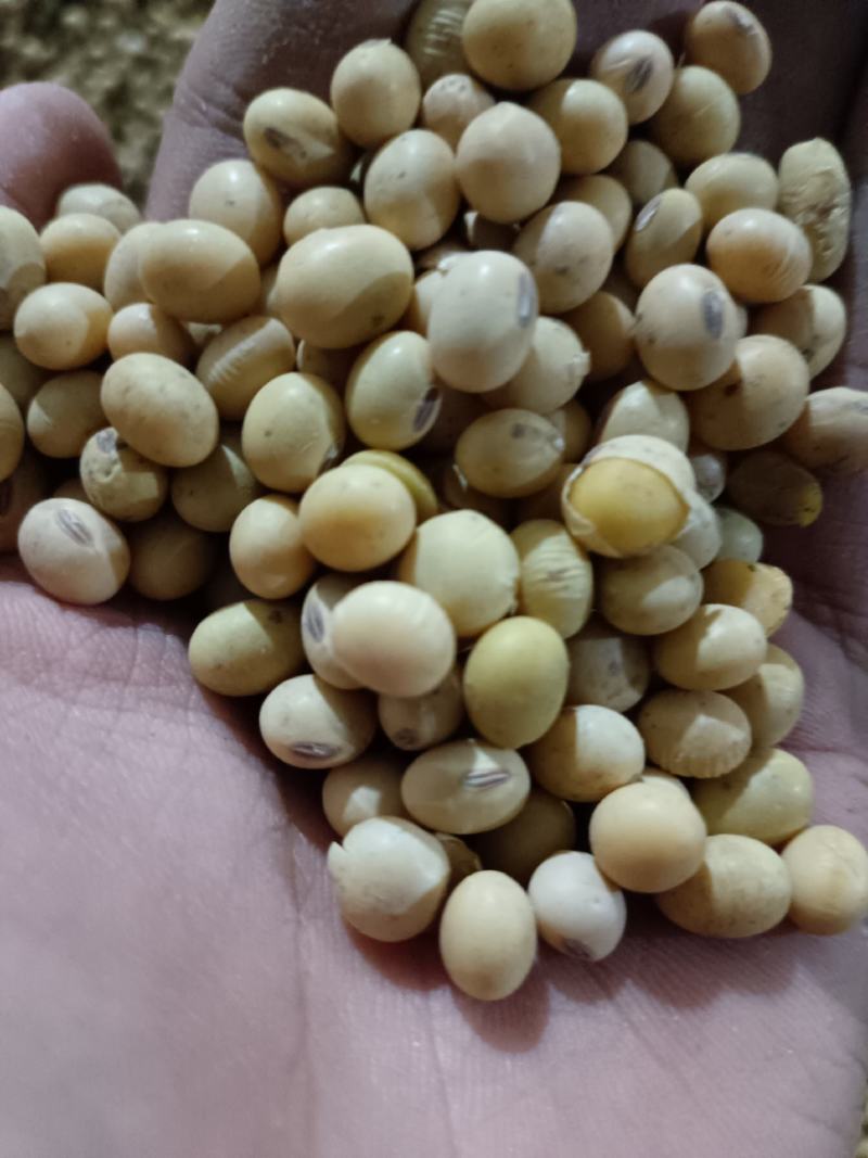 黄豆种植产地直售，大豆黄豆出售